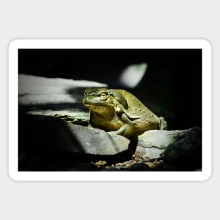 Toad / Swiss Artwork Photography Sticker